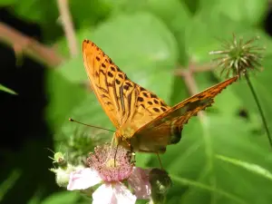 Frans 01 Keizersmantel